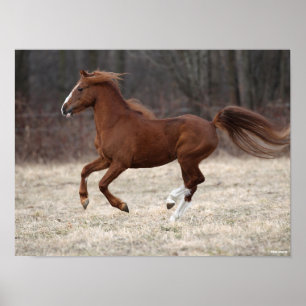 Affiche Bob Langrish   Chestnut Hackney Pony Running