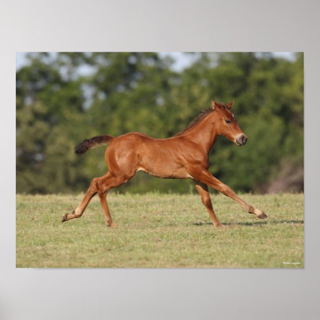 Affiche Bob Langrish | Chestnut Quarter Horse Foal Running (Devant)