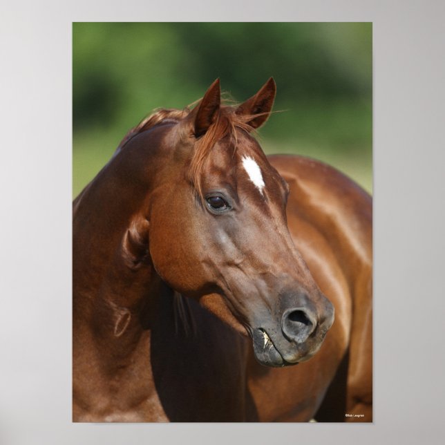 Affiche Bob Langrish Chestnut Quarter Horse Mare Headshot (Devant)