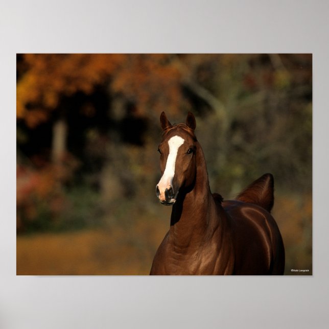 Affiche Bob Langrish | Chestnut Thoroughbred Headshot (Devant)