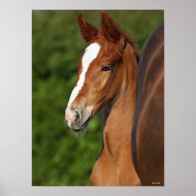 Affiche Bob Langrish | Chestnut Warmblood Foal Headshot (Devant)