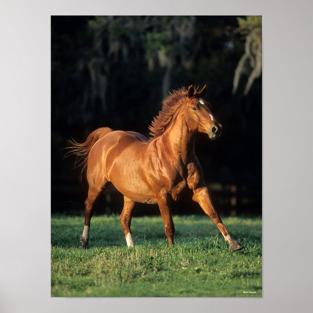 Affiche Bob Langrish | Chestnut Warmblood Mare Running (Devant)