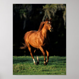 Affiche Bob Langrish   Chestnut Warmblood Mare Running