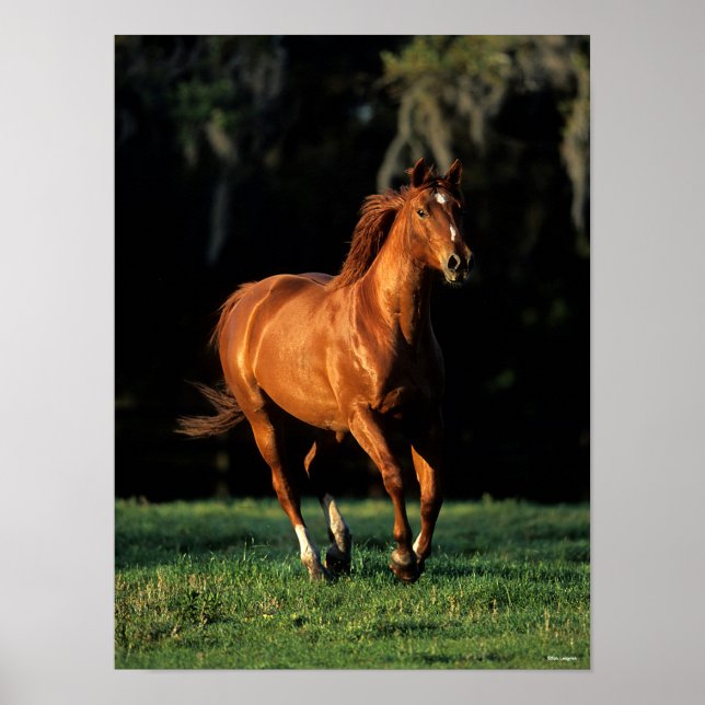Affiche Bob Langrish | Chestnut Warmblood Mare Running (Devant)