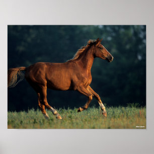 Affiche Bob Langrish   Chestnut Warmblood Running