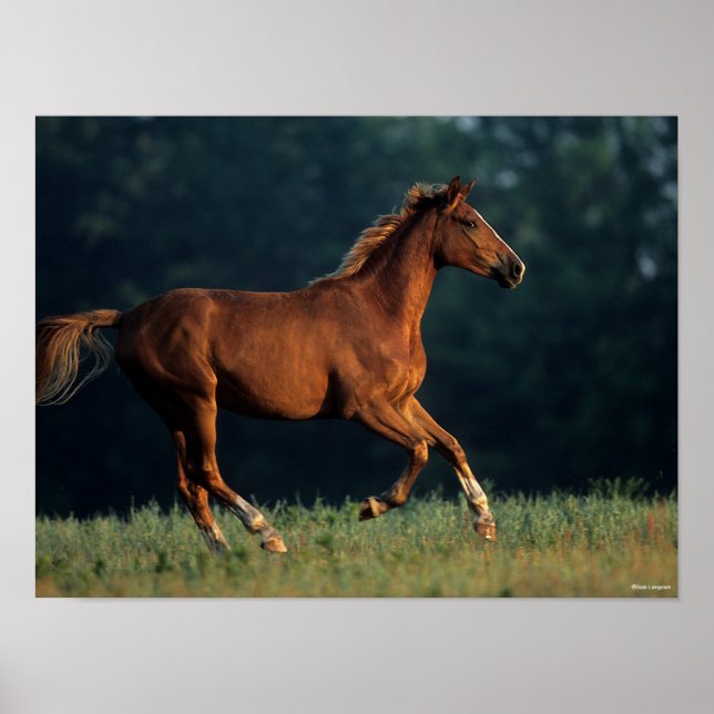 Affiche Bob Langrish | Chestnut Warmblood Running (Devant)
