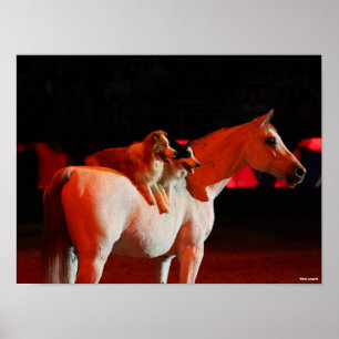Affiche Bob Langrish   Cheval arabe debout avec des chiens