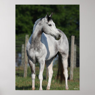 Affiche Bob Langrish   Cheval Dapple Grey Quarter debout