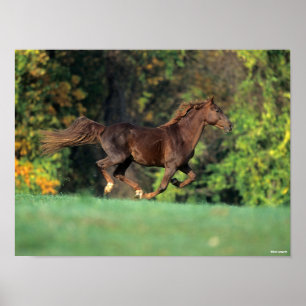 Affiche Bob Langrish   Cheval de montagne Brown à la cour