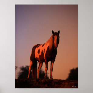 Affiche Bob Langrish   Cheval de peinture debout au couche