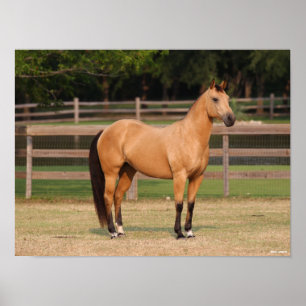 Affiche Bob Langrish   Cheval de quart en peau de seau deb