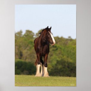 Affiche Bob Langrish Cheval Shire En Champ