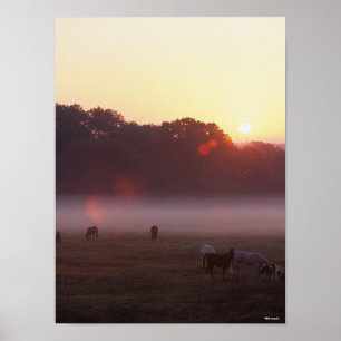 Affiche Bob Langrish   Chevaux arabes pâturant au lever d