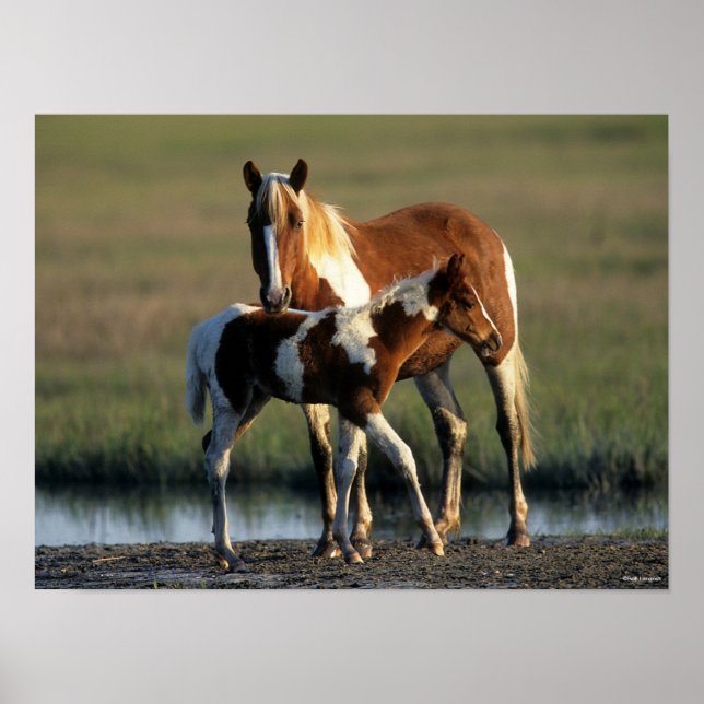 Affiche Bob Langrish | Chincoteague Mare et Foie debout (Devant)