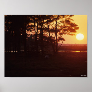 Affiche Bob Langrish Coucher de soleil sur le pâturage d