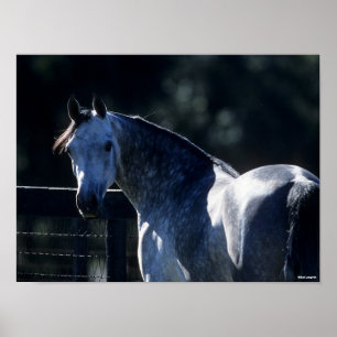 Affiche Bob Langrish   Dapple Grey Arab Headshot Backlit