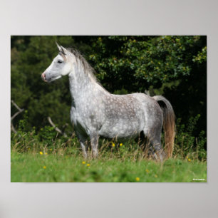 Affiche Bob Langrish   Dapple Grey Welsh Pony Standing