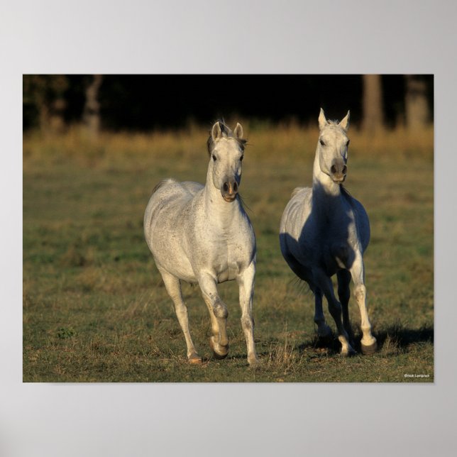 Affiche Bob Langrish | Deux Arabes gris qui courent ensemb (Devant)