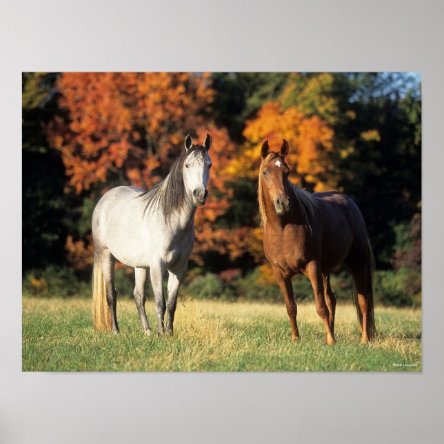 Affiche Bob Langrish Deux Arabes se rassemblent sur le ter (Devant)
