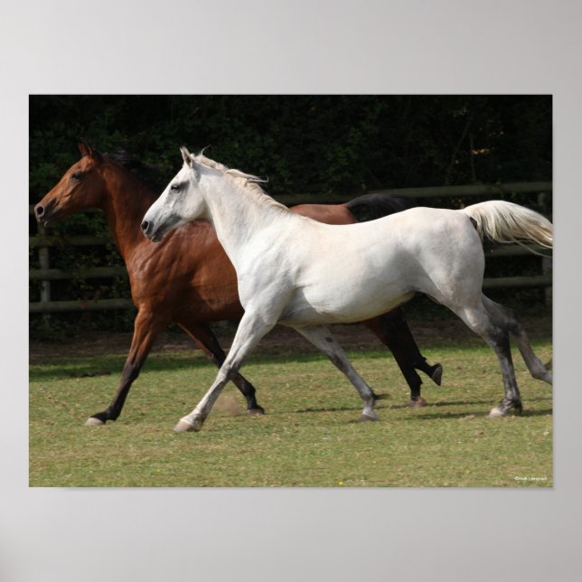 Affiche Bob Langrish | Deux Chevaux Arabes Courir Ensemble (Devant)