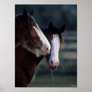 Affiche Bob Langrish   Deux chevaux Clydesdale