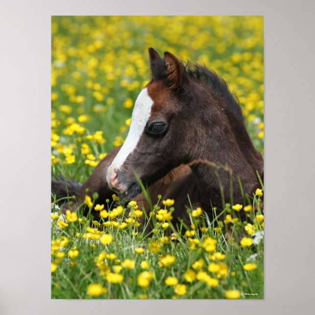 Affiche Bob Langrish | Foal De Pony Gallois Reposant Dans  (Devant)