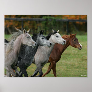 Affiche Bob Langrish   Four Arab Horses Racing Headshot