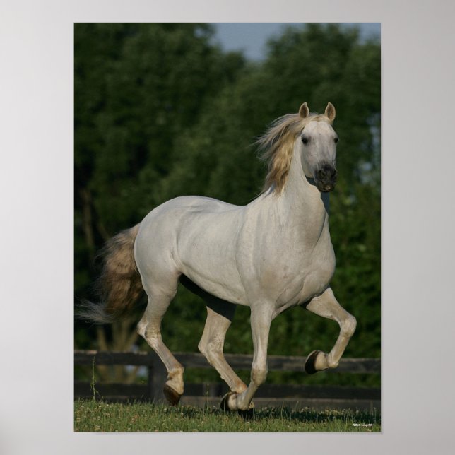 Affiche Bob Langrish | Gray Andalucian Running (Devant)