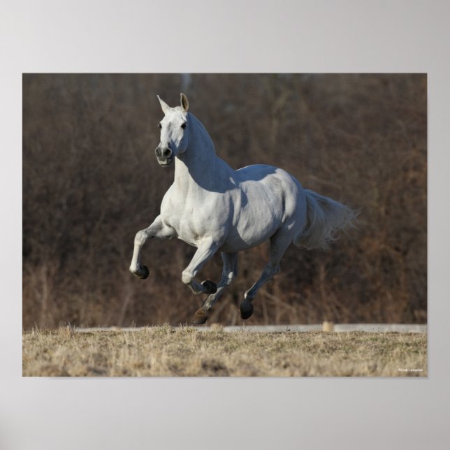 Affiche Bob Langrish | Gray Andalucian Running (Devant)