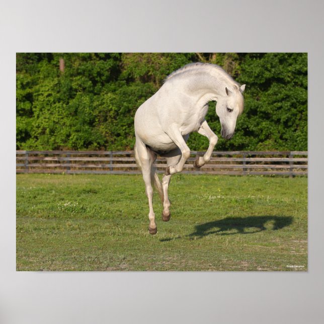 Affiche Bob Langrish | Gray Andalucian Stallion Leaping (Devant)