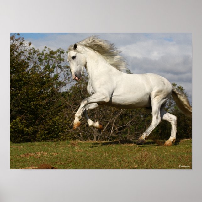 Affiche Bob Langrish | Gray Andalucian Stallion Leaping (Devant)