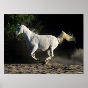 Affiche Bob Langrish   Gray Arab Mare Running