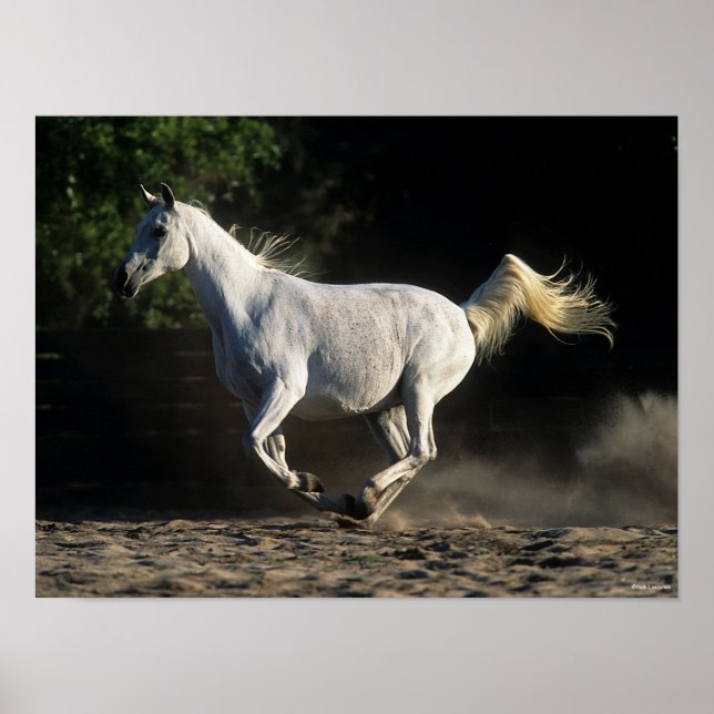 Affiche Bob Langrish | Gray Arab Mare Running (Devant)