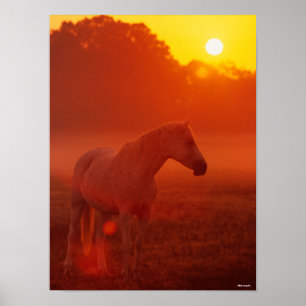 Affiche Bob Langrish   Gray Arab Standing au coucher du so