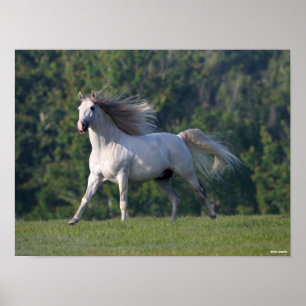 Affiche Bob Langrish   Gray Lusitano Stallion en marche