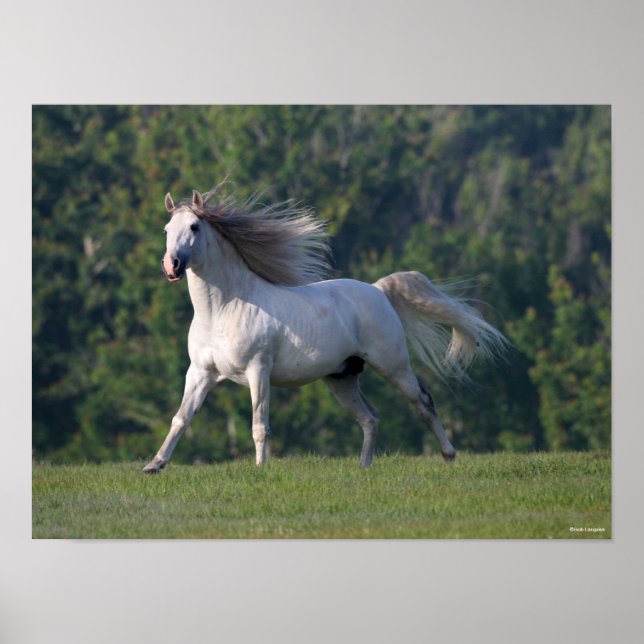 Affiche Bob Langrish | Gray Lusitano Stallion en marche (Devant)