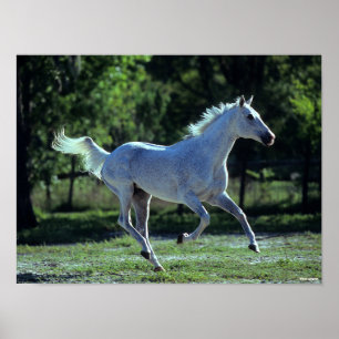 Affiche Bob Langrish   Gray Thoroughbred Stallion Running