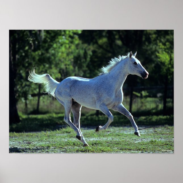 Affiche Bob Langrish | Gray Thoroughbred Stallion Running (Devant)