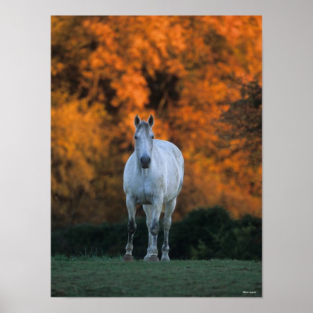 Affiche Bob Langrish | Gray Warmblood Standing Automne (Devant)