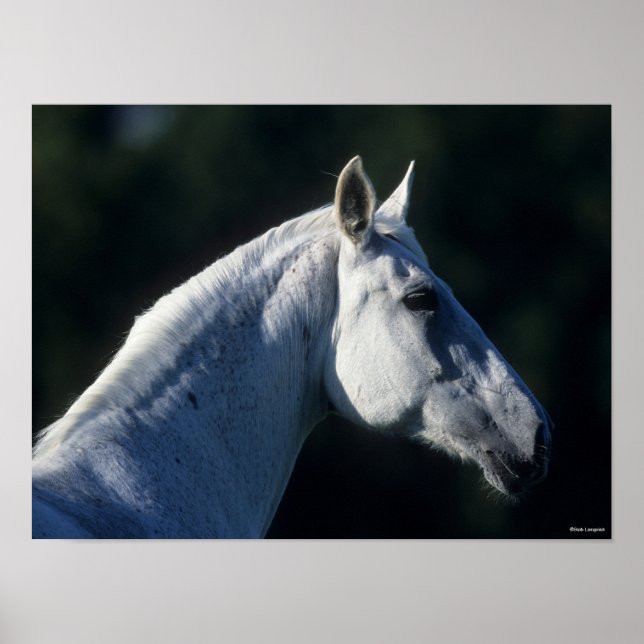 Affiche Bob Langrish | Gray Warmblood Standing Headshot (Devant)