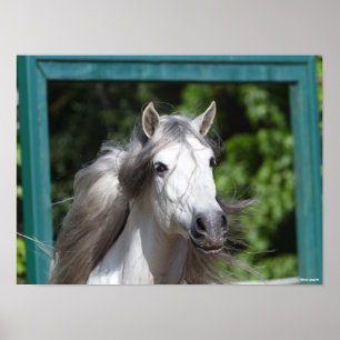 Affiche Bob Langrish   Grey Andalucian Stallion Headshot