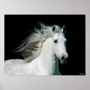 Affiche Bob Langrish   Grey Andalucian Stallion Headshot