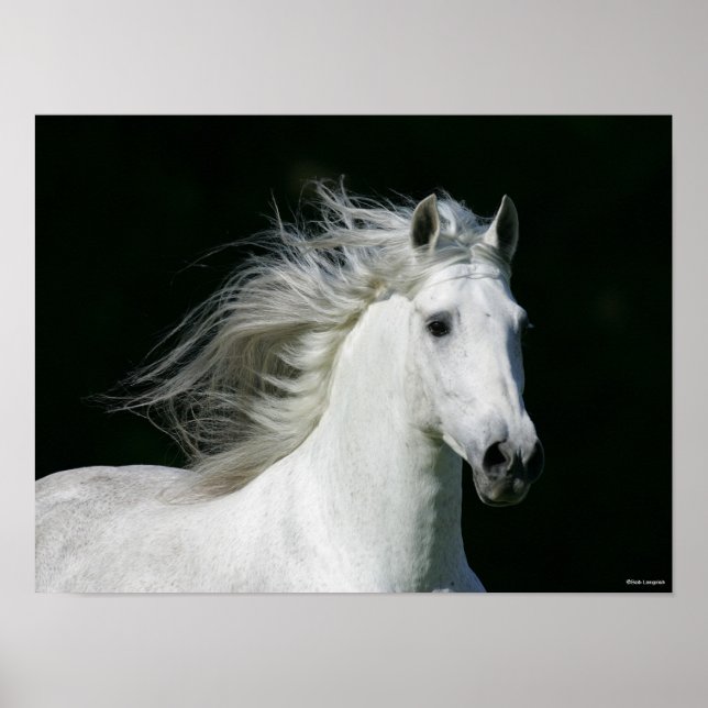 Affiche Bob Langrish | Grey Andalucian Stallion Headshot (Devant)