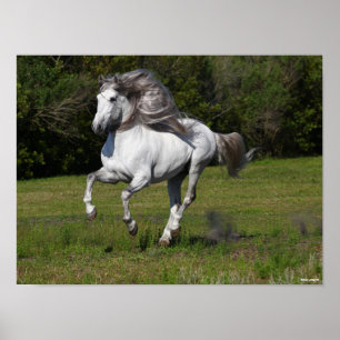 Affiche Bob Langrish   Grey Andalucian Stallion Running