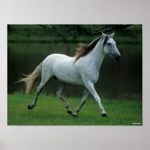Affiche Bob Langrish   Grey Andalucian Stallion Running