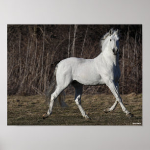 Affiche Bob Langrish   Grey Andalucian Stallion Walking