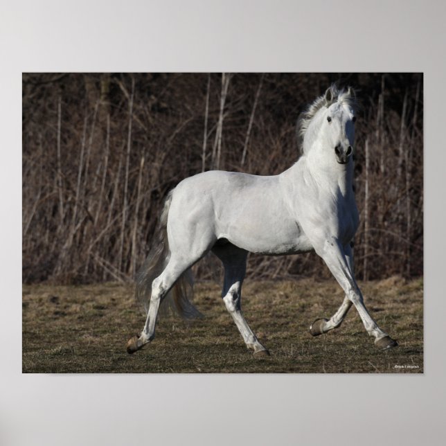 Affiche Bob Langrish | Grey Andalucian Stallion Walking (Devant)