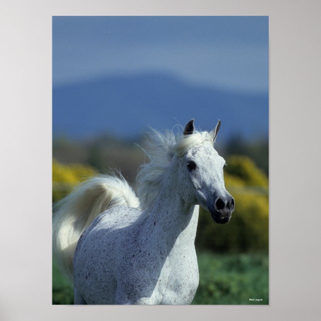 Affiche Bob Langrish | Grey Arab Headshot (Devant)