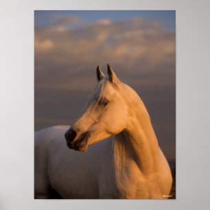 Affiche Bob Langrish   Grey Arab Headshot Evening Light