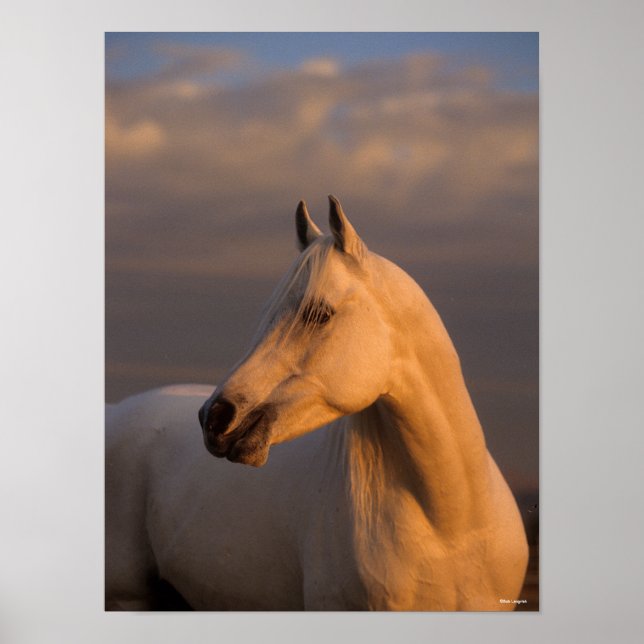 Affiche Bob Langrish | Grey Arab Headshot Evening Light (Devant)